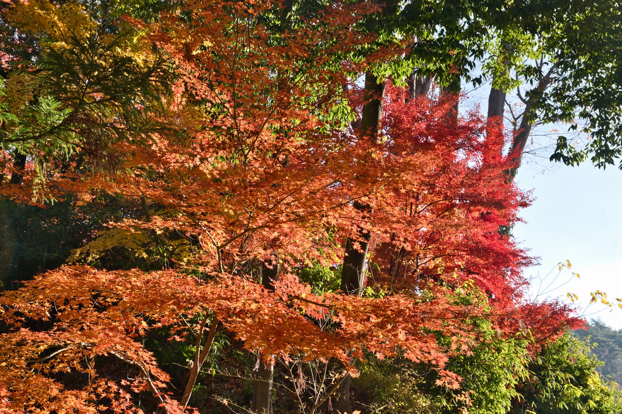 武田神社の紅葉