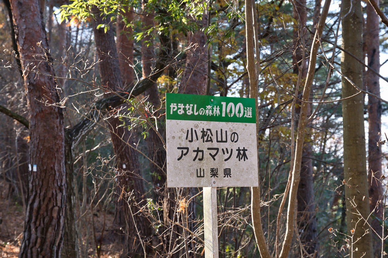 やまなしの森林100選 小松山のアカマツ林