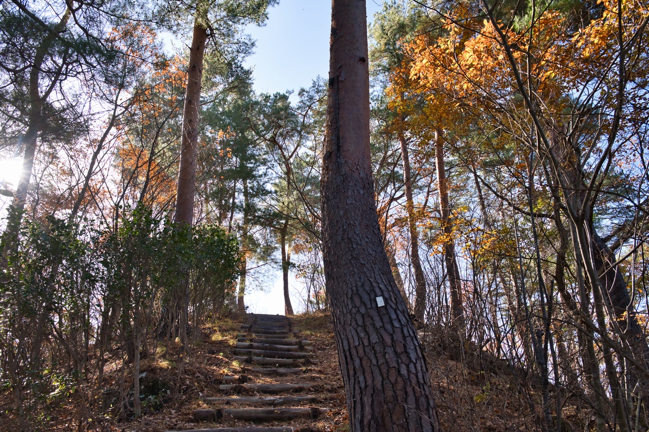 251130興因寺山-038