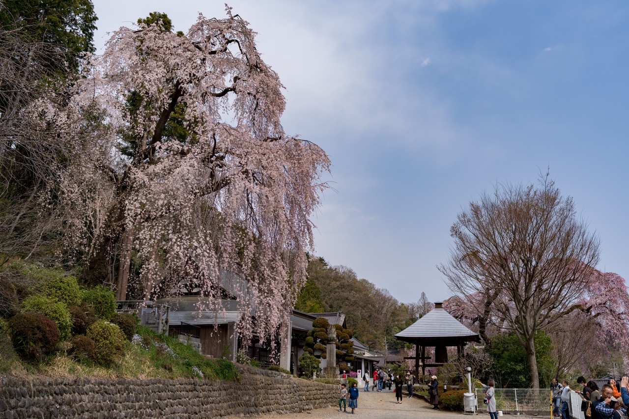 梅岩寺の枝垂桜
