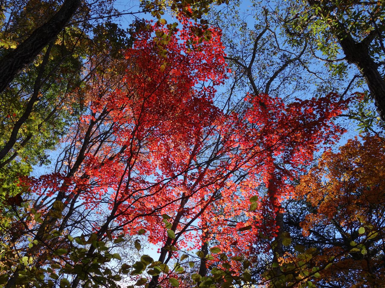 奈良倉山の紅葉