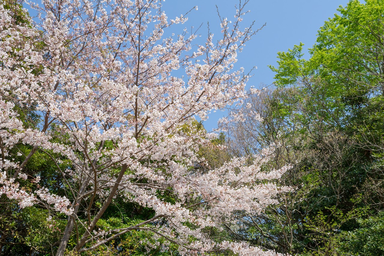沼津アルプスの桜