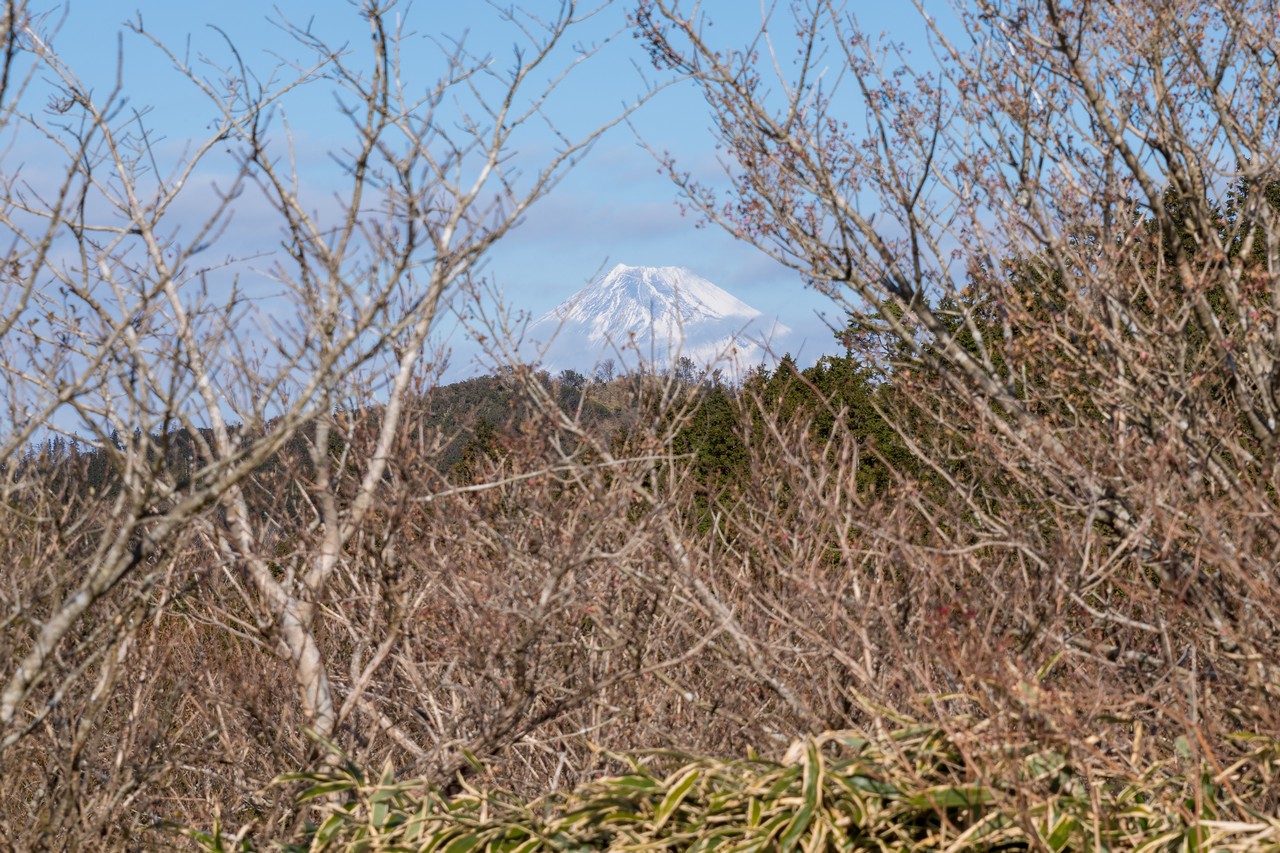 笹薮に頭を覗かせた富士山