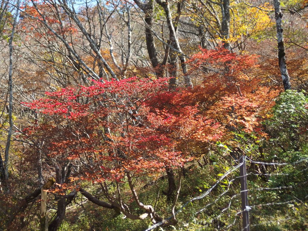 蛭ヶ岳の紅葉