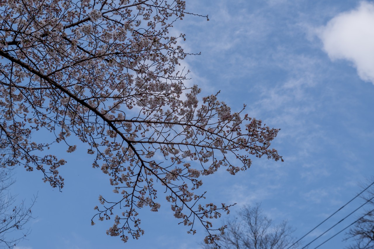 丹沢湖畔の桜