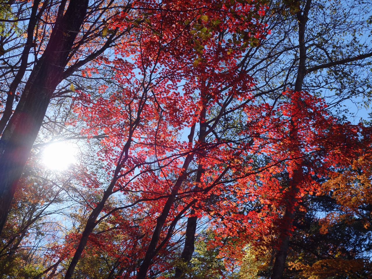 奈良倉山の紅葉
