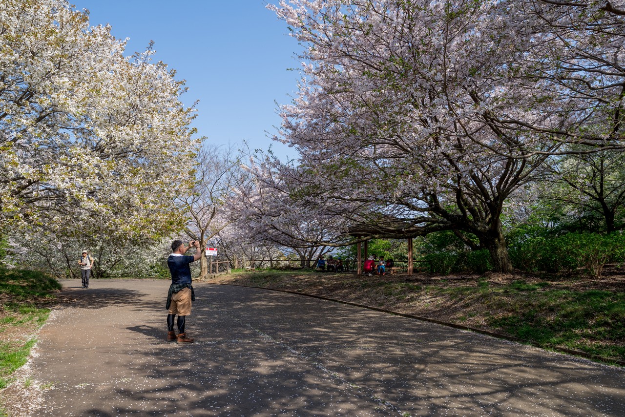 香貫山公園の桜