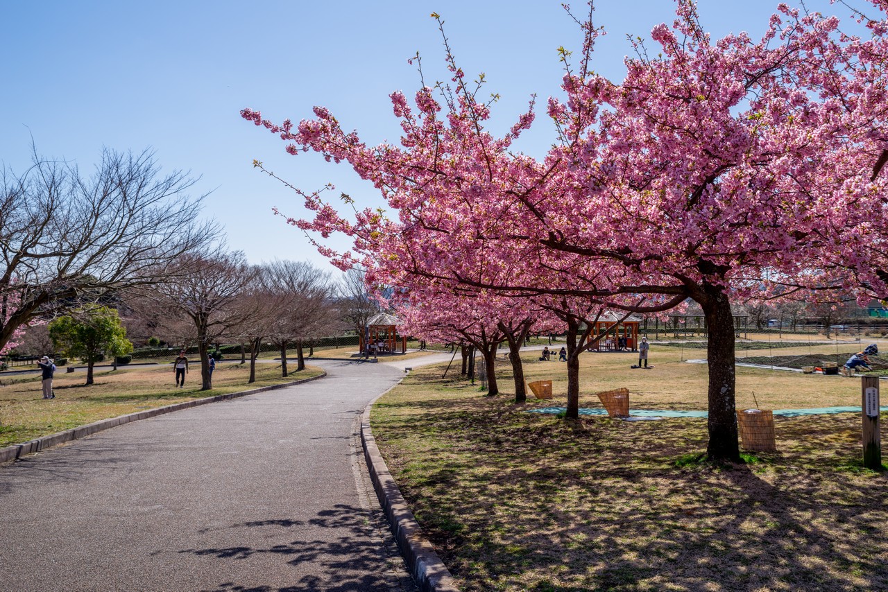 戸川公園の河津桜