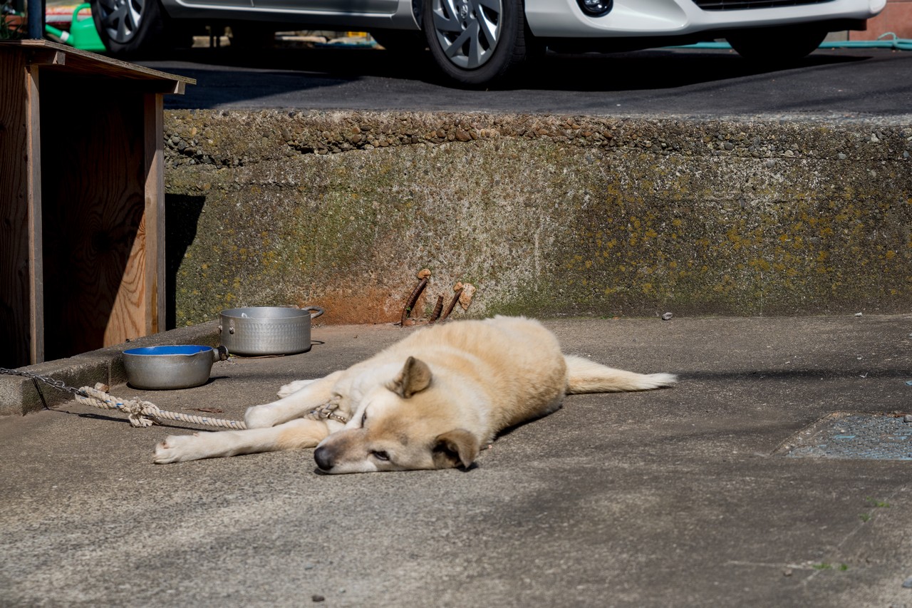 コンクリートの上に寝そべる犬