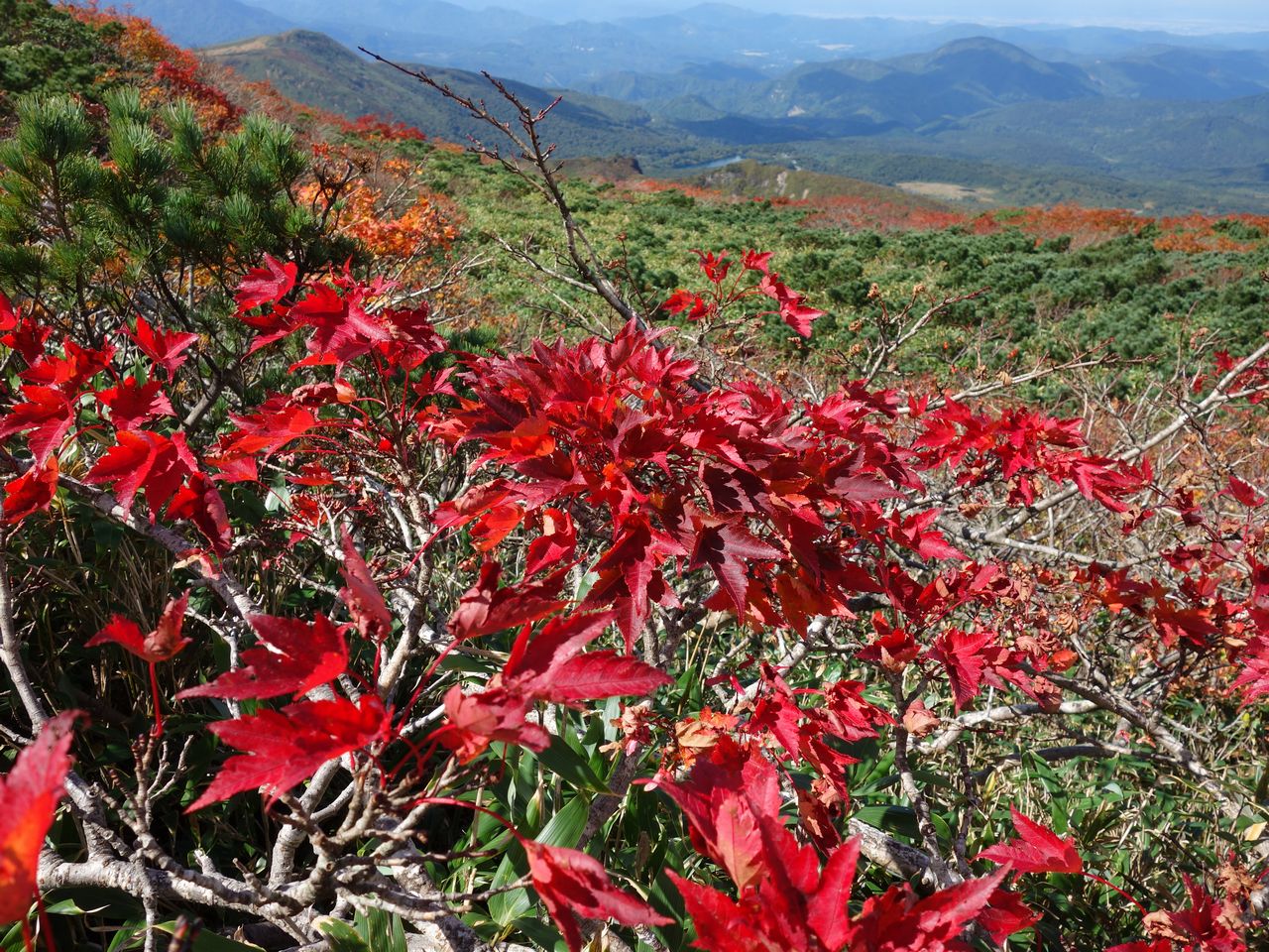 栗駒山の紅葉