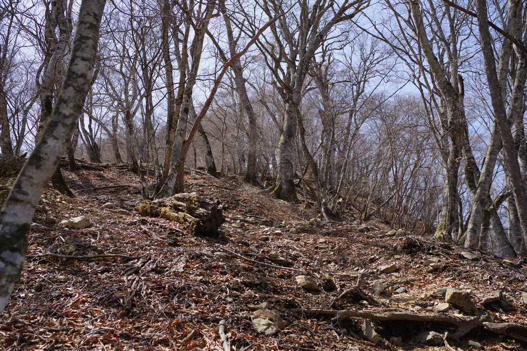 鷹ノ巣山　冬枯れのブナ林