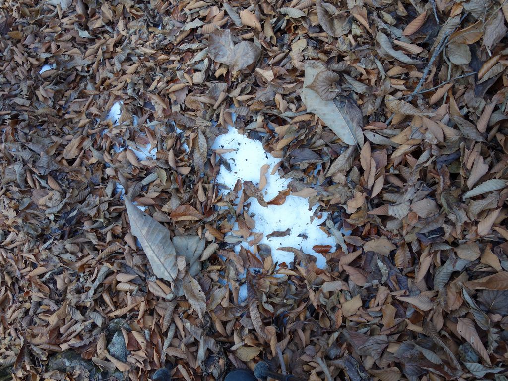 雪の上に積もった落ち葉