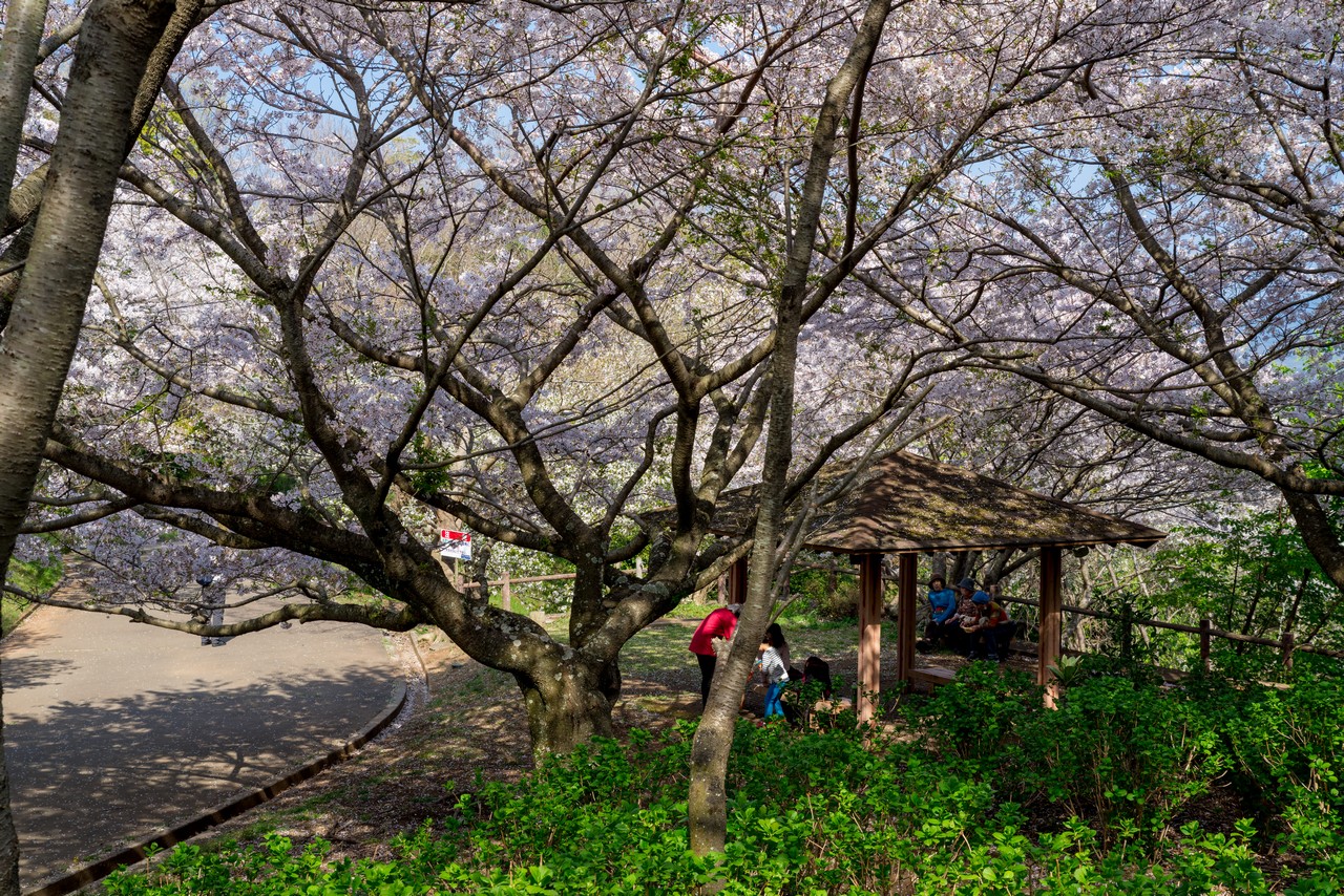 沼津アルプス　香貫山の桜