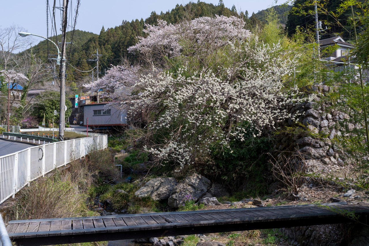 平溝川沿いの桜