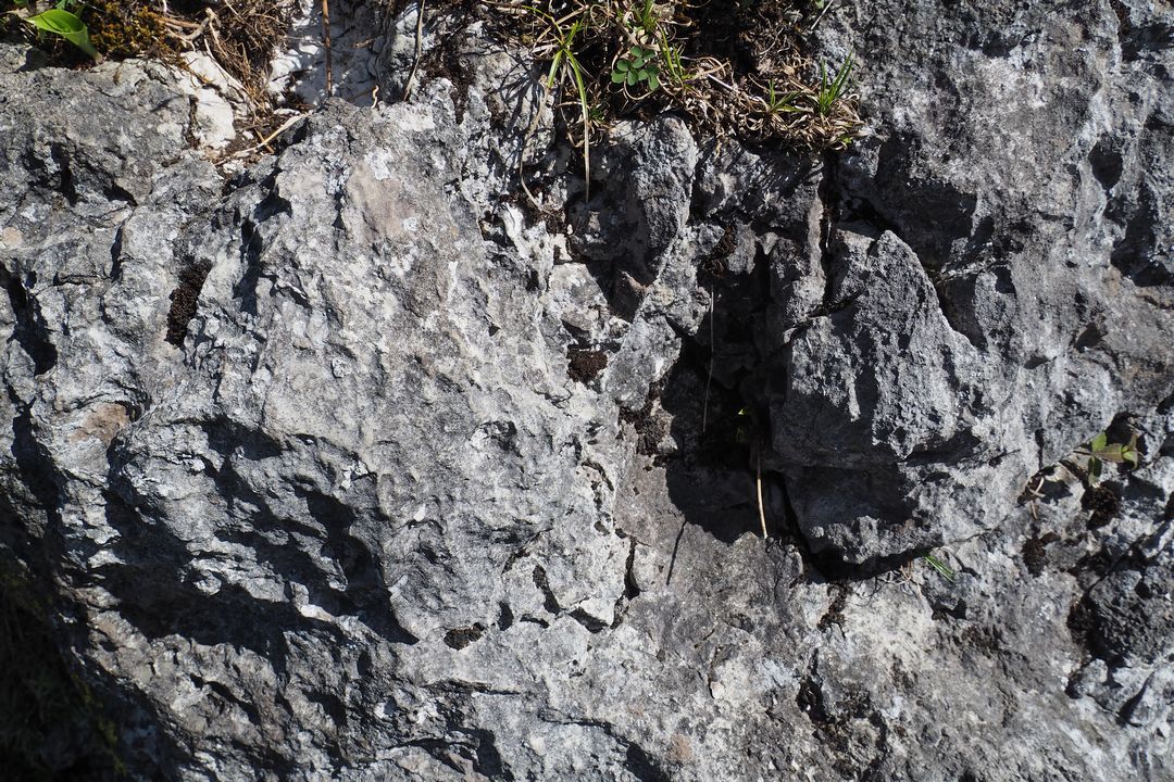 二子山　岩の表面
