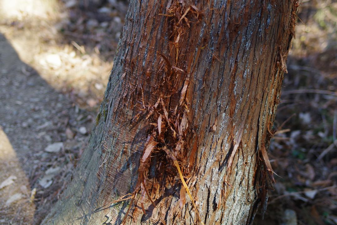 爪砥ぎ跡の残る杉の木