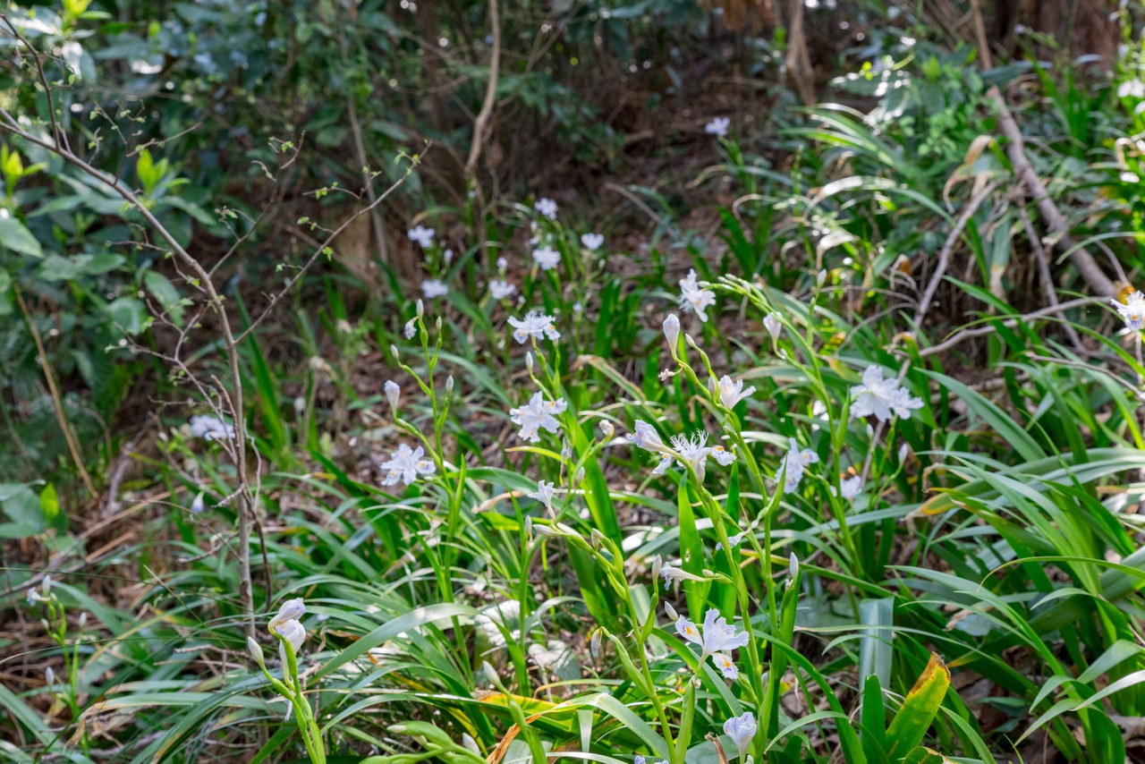 沼津アルプス　尾根上に咲くシャガの花