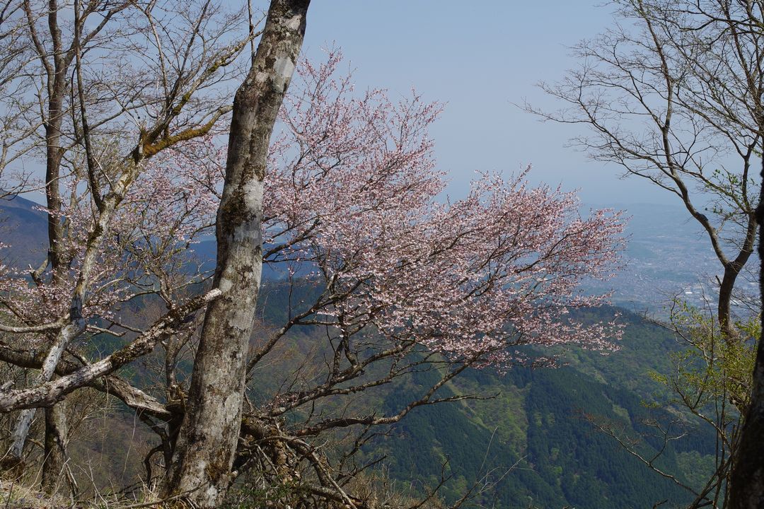 鍋割り山のマメ桜