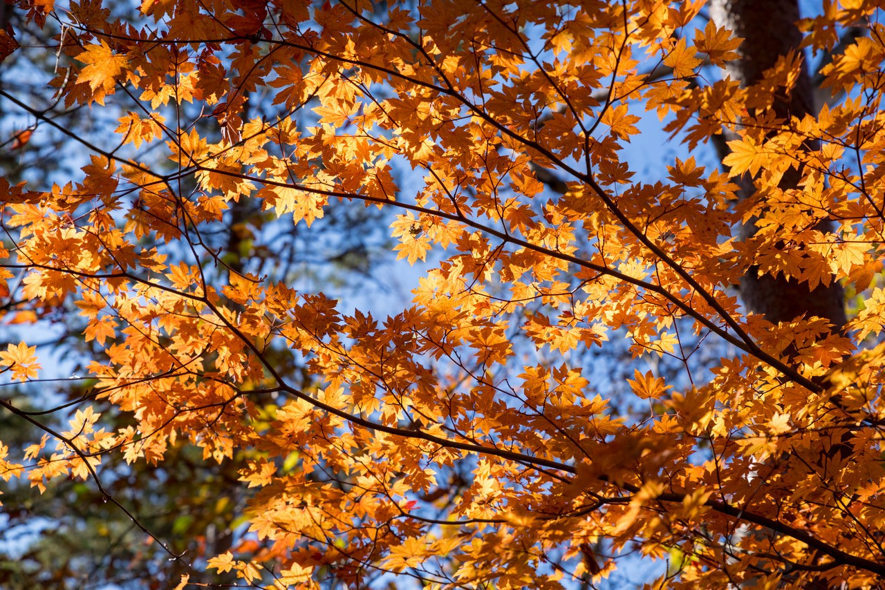 茅ヶ岳の紅葉