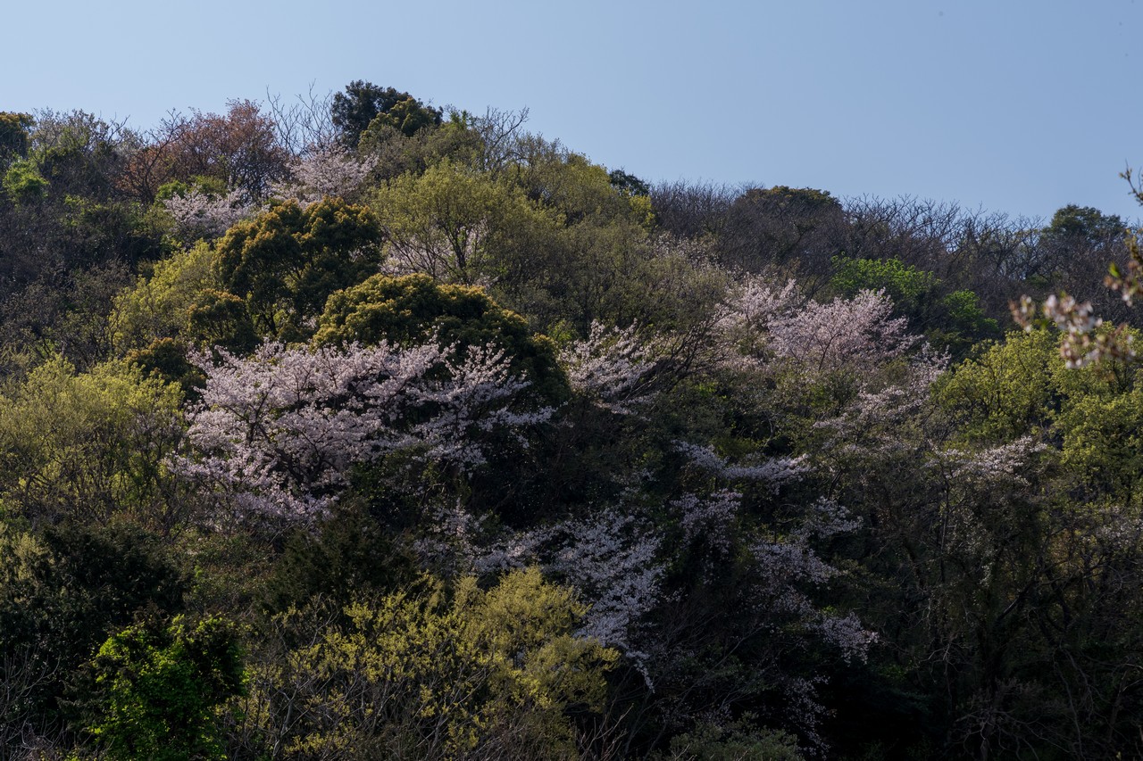 香貫山の桜
