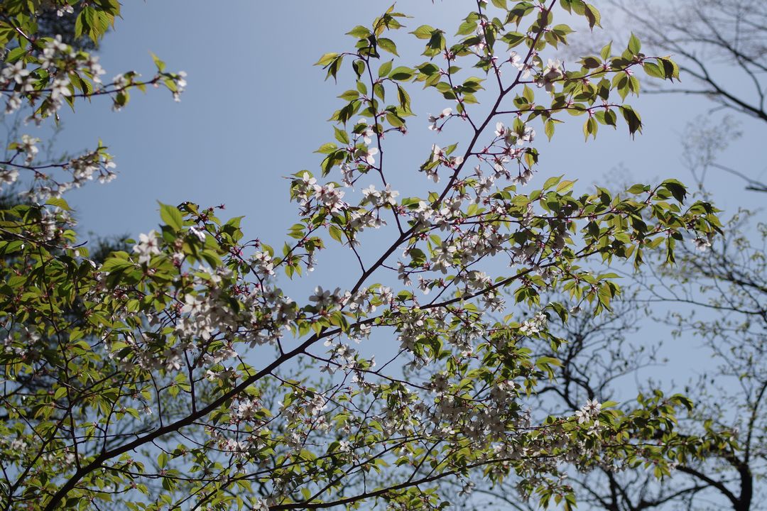 大倉尾根のマメ桜