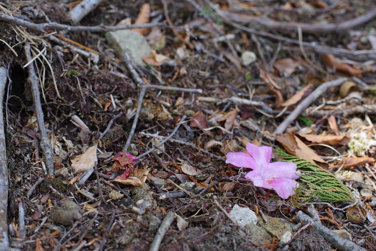 地面に落ちたアカヤシオの花弁