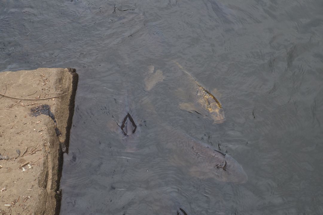 本杉公園の池に住む鯉