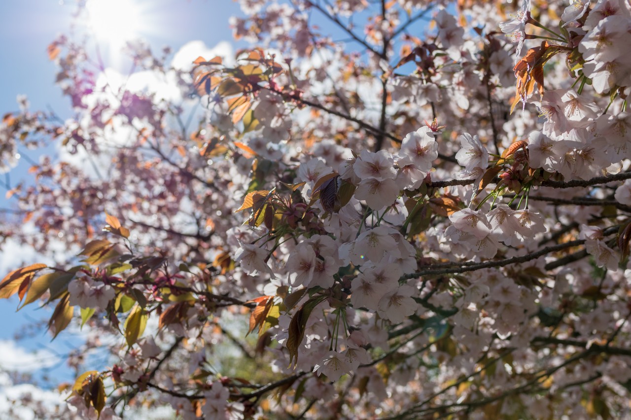 奥多摩湖の桜